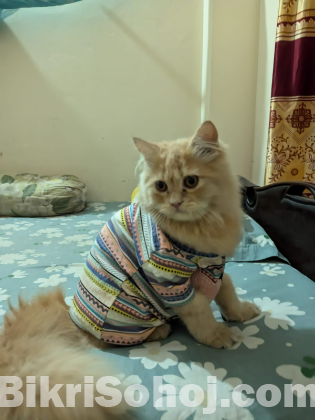 Persian Cat(Male)